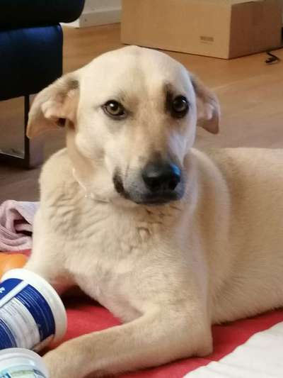 Dogorama Photo Challenge - Hundeblick zum hinschmelzen-Beitrag-Bild