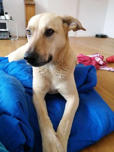 Mischlingshunde Foto Aufruf-Beitrag-Bild