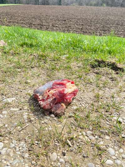 Giftköder-Giftköder?-Bild