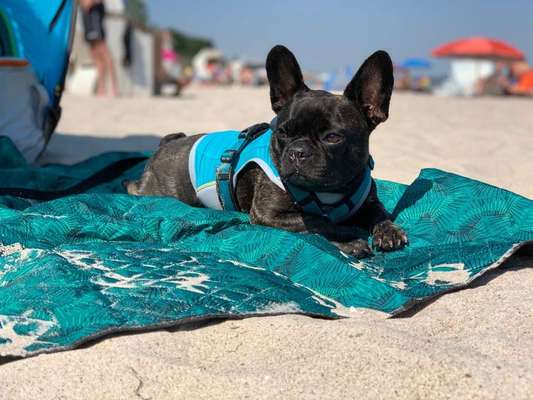 Dein Hund im Dogorama-Kalender 2021-Beitrag-Bild