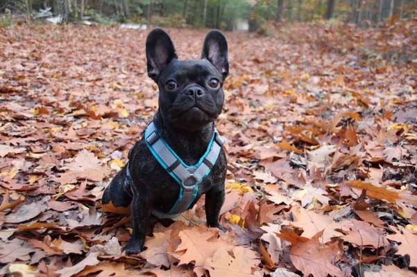 Dein Hund im Dogorama-Kalender 2021-Beitrag-Bild