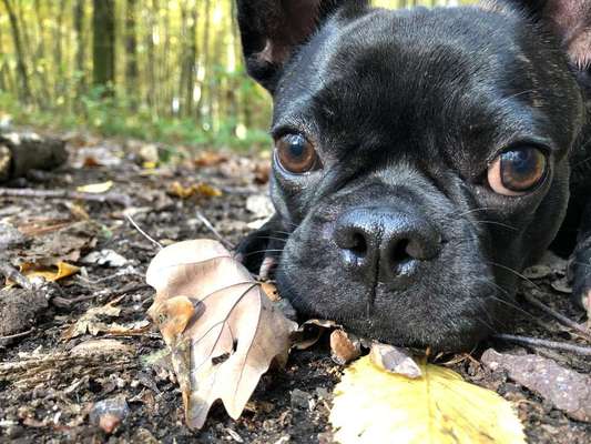 Dein Hund im Dogorama-Kalender 2021-Beitrag-Bild