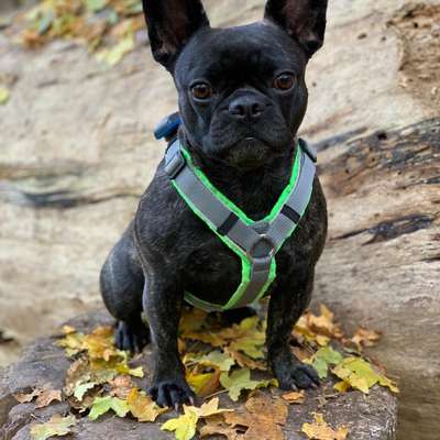 Französische Bulldoggen-Beitrag-Bild