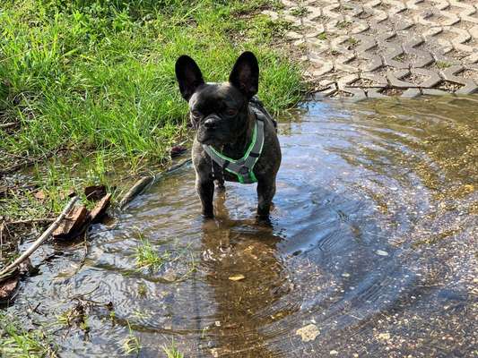 Dogorama-Monats-Challenge-Mai "Wasser"-Beitrag-Bild