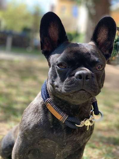 Dein Hund im Dogorama-Kalender 2021-Beitrag-Bild