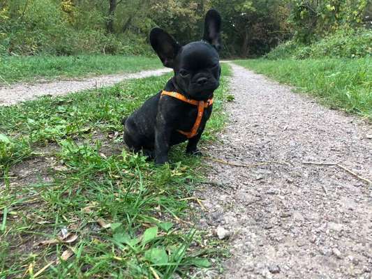 Welpen Bilder !-Beitrag-Bild