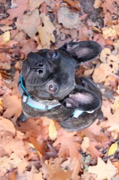 Dein Hund im Dogorama-Kalender 2021-Beitrag-Bild