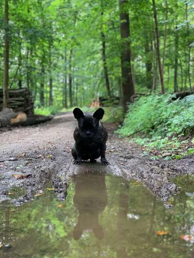 Dein Hund im Dogorama-Kalender 2021-Beitrag-Bild