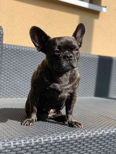 Die Dogorama Kalender Challenge Titelbild-Beitrag-Bild