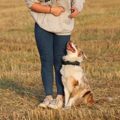 Hundetreffen-Spaziergang