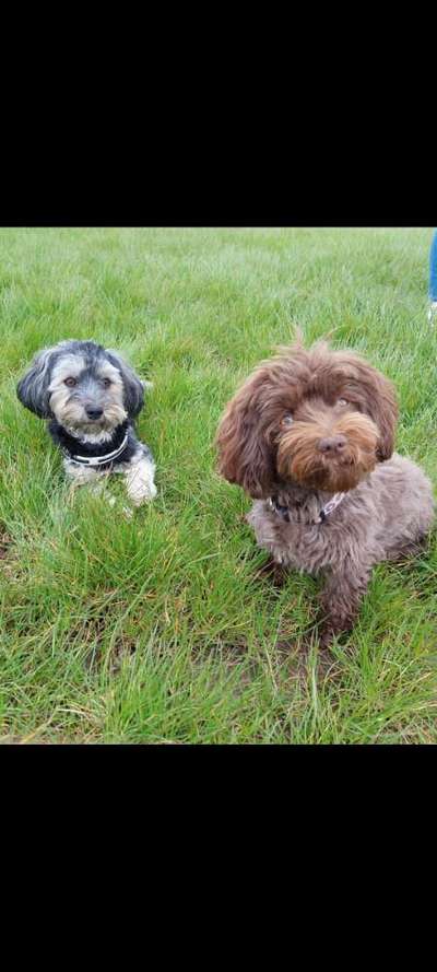 Die Dogorama Wochen Challenge "Friends will be Friends"-Beitrag-Bild