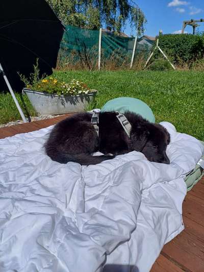 Hundetreffen-Welpen Treffen im Ochsenfurter Gau-Bild