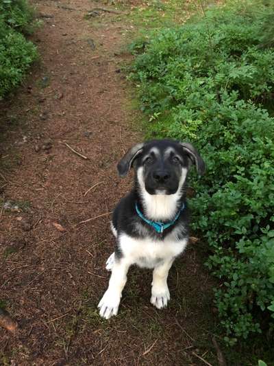 Hundetreffen-Welpen Spaziergang-Bild