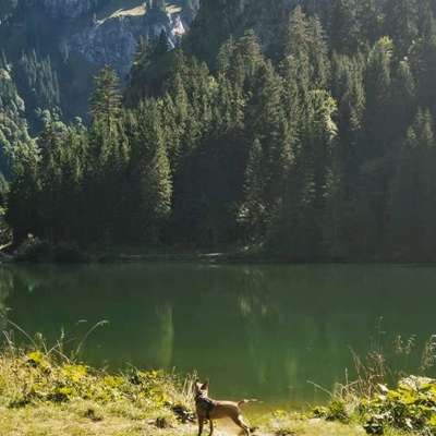 Bergwandern mit Hund-Beitrag-Bild