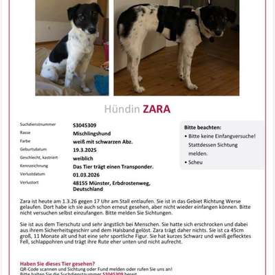 Suchmeldung-Zara-Bild