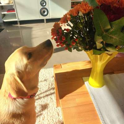 Hundetreffen-Gassibegleiter :-)-Bild