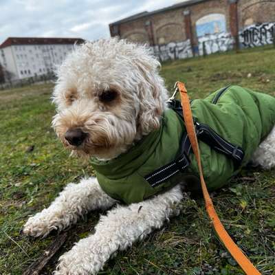 Hundetreffen-Playdate-Bild