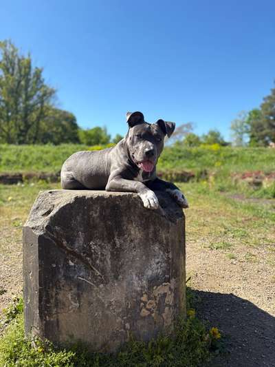 Hundetreffen-Spielfreunde gesucht-Bild