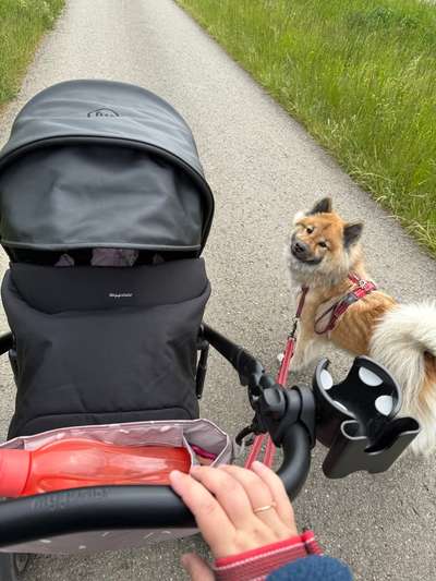 Hundetreffen-Gemeinsame Spaziergänge-Bild