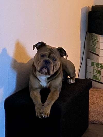 Reinrassige Hunde?-Beitrag-Bild