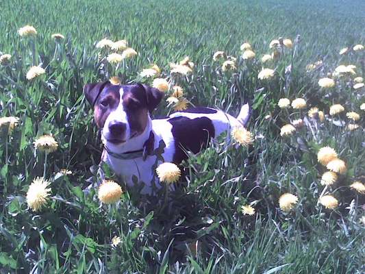 Unsere Fellnasen im Regenbogenland-Beitrag-Bild