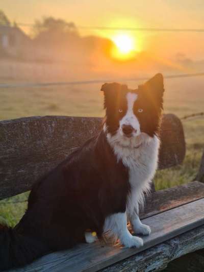 Unsere Fellnasen im Regenbogenland-Beitrag-Bild