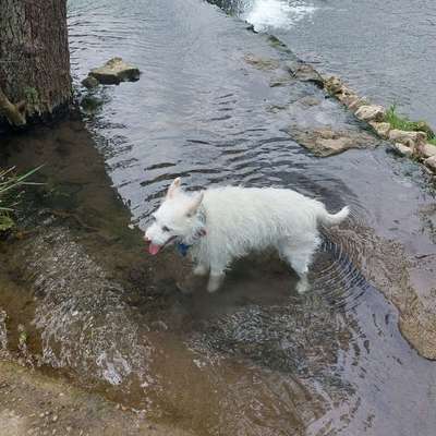 Hundetreffen-Ich suche Leute die lust haben mit den Hunden wandern zu gehen-Bild