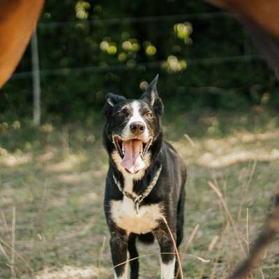 Hundetreffen-Kostenloses Portfolio-Shooting 🐾📸-Bild