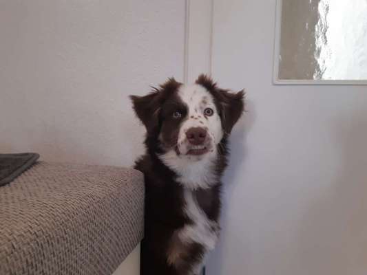 Fotochallenge Nr 73 ~ Schokoseite - Zeig deinen Hund von seiner besten Seite-Beitrag-Bild