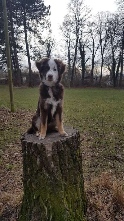 Wie heißt dein Hund?-Beitrag-Bild