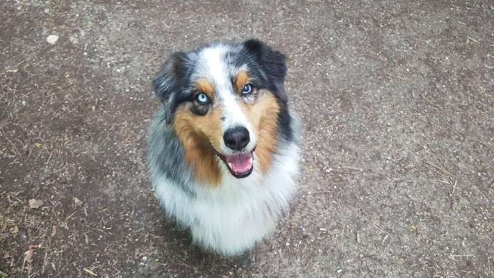 Wie heißt dein Hund?-Beitrag-Bild