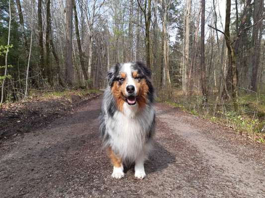 Wie heißt dein Hund?-Beitrag-Bild