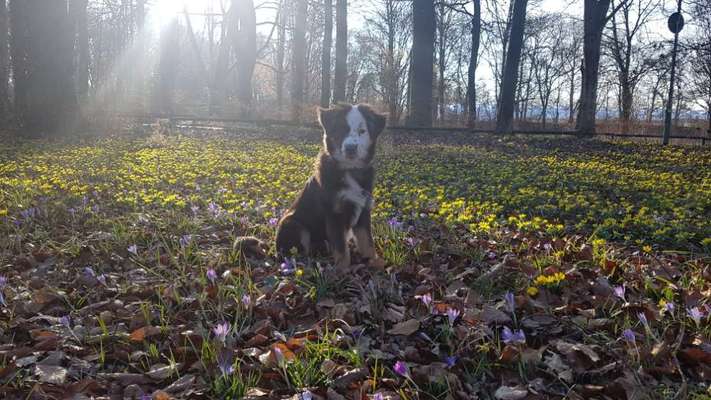 Dogorama Photo Challenge - Der Frühling kommt-Beitrag-Bild