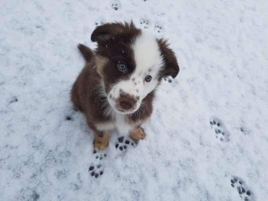 Dogorama Photo Challenge - Es wird nochmal kalt!-Beitrag-Bild