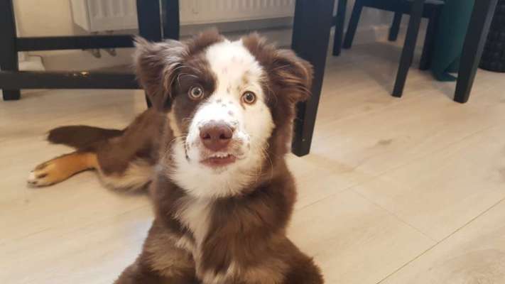 Wie heißt dein Hund?-Beitrag-Bild