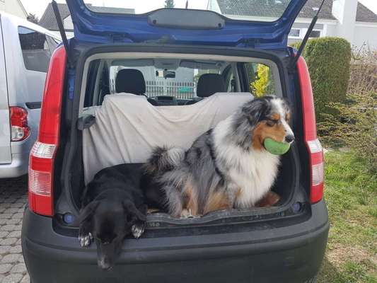 Hundetransport in kleinem Auto-Beitrag-Bild