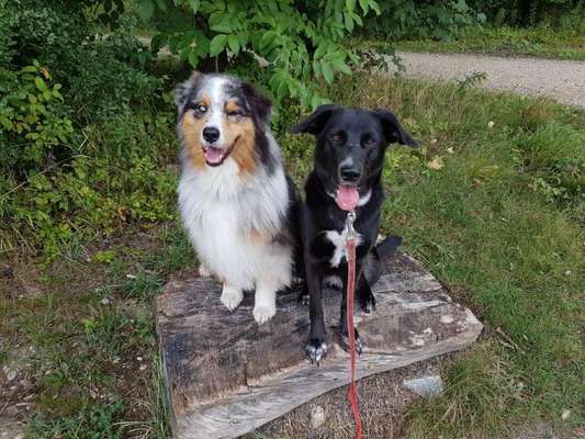 Mischlinge raten - Rätselspaß-Beitrag-Bild