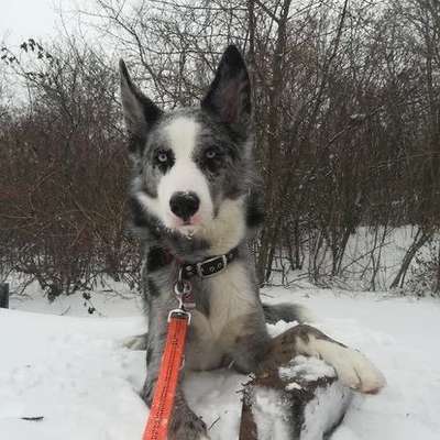 Mischlinge raten - Rätselspaß-Beitrag-Bild