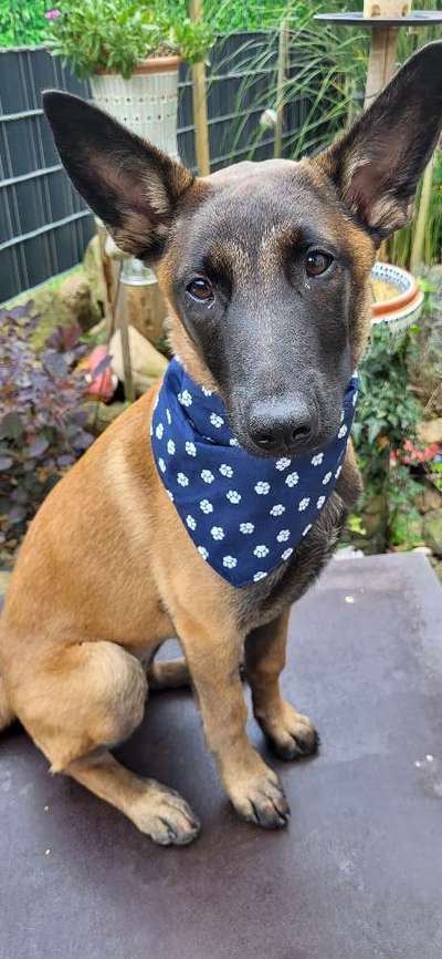 Hunde Porträt (Portrait) Galerie....-Beitrag-Bild