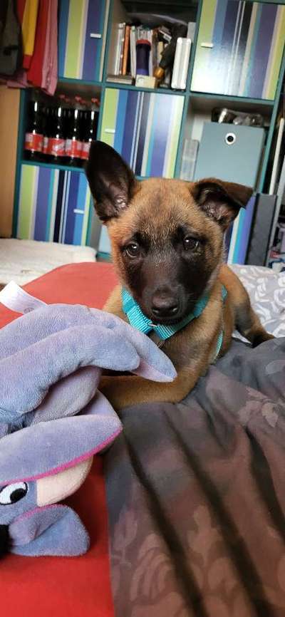 Welpen Bilder !-Beitrag-Bild