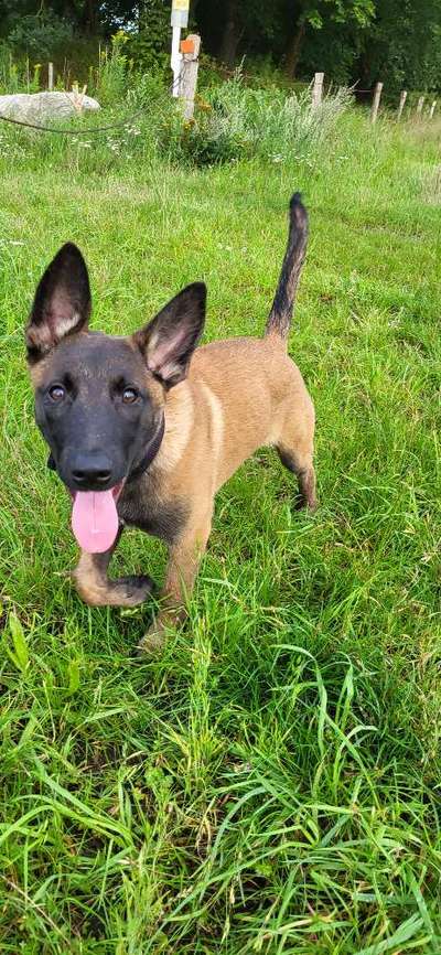 Zeigt eure Malinois!!!-Beitrag-Bild