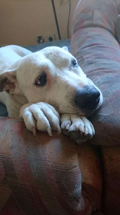 Foto-Challenge: Der schmollende Hund-Beitrag-Bild