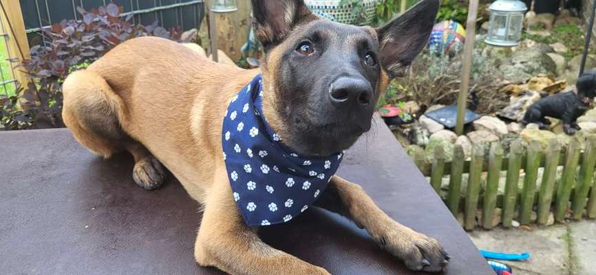 Hunde Porträt (Portrait) Galerie....-Beitrag-Bild