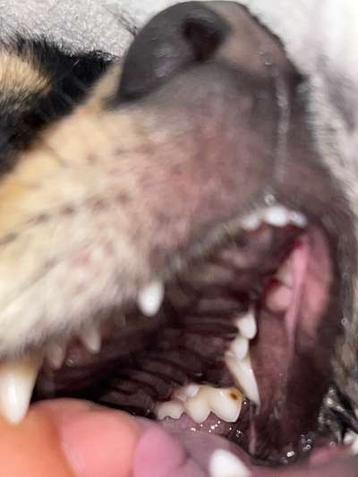 Verfärbung Zähne-Beitrag-Bild