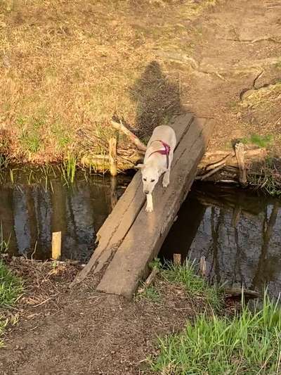 Dogorama-Monats-Challenge-Mai "Wasser"-Beitrag-Bild