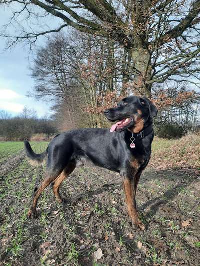 Postet das beste Foto von euren 4 beinern-Beitrag-Bild