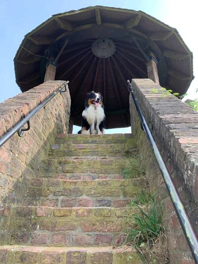 Hundeauslaufgebiet-Sophienhöhe-Bild