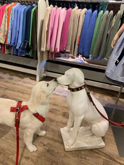 Wo sind die Golden Retriever Liebhaber?-Beitrag-Bild