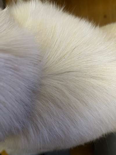 Wo sind die Golden Retriever Liebhaber?-Beitrag-Bild