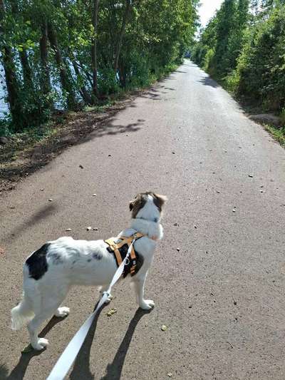 Hundetreffen-Spazieren-Bild
